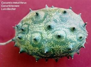 Cucumis metuliferus - Kiwano