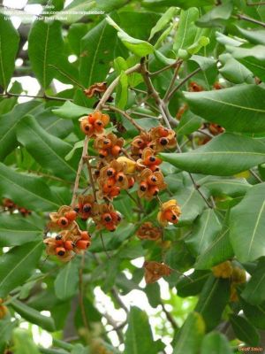 Cupaniopsis anacardioides*