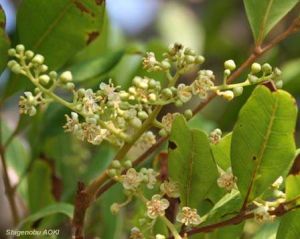 Cupaniopsis anacardioides*