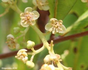 Cupaniopsis anacardioides*