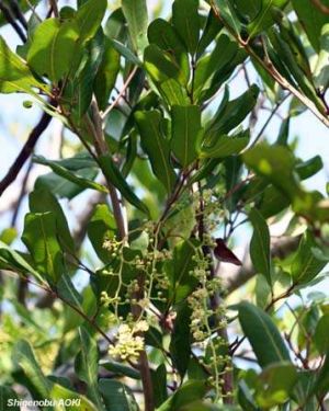 Cupaniopsis anacardioides*