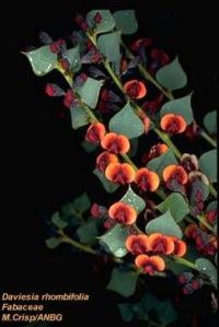 Daviesia rhombifolia