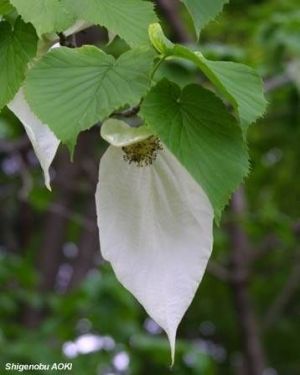 Davidia involucrata*