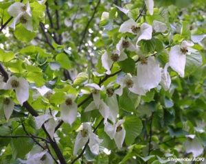 Davidia involucrata*