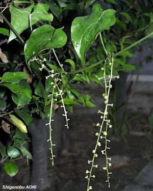 Dioscorea tokoro