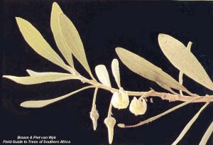 Diospyros dichrophylla