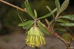 Diplolaena microcephala