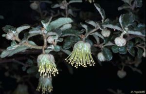 Diplolaena microcephala