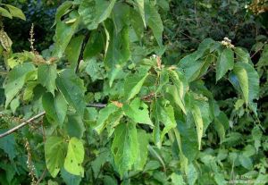 Dombeya kirkii