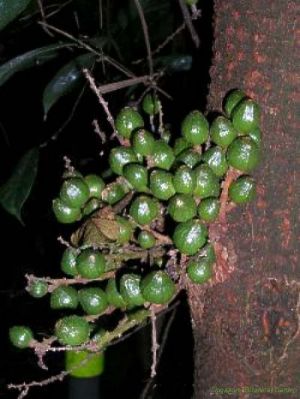 Dysoxylum cauliflorum*