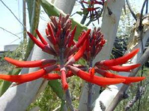 Erythrina flabelliformis