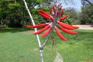 Erythrina flabelliformis