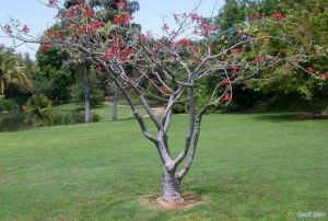 Erythrina flabelliformis