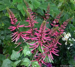Erythrina herbacea 'pink'