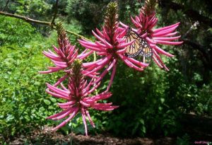 Erythrina herbacea \'pink\'