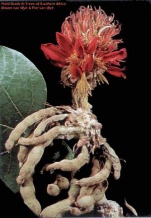 Erythrina latissima