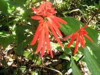 Erythrina rubrinervia