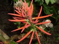 Erythrina speciosa 'red'