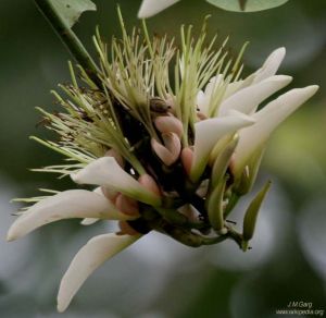 Erythrina variegata var. alba