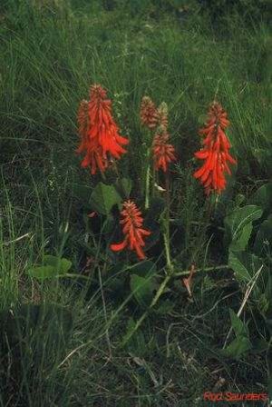 Erythrina zeyheri