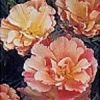 Eschscholzia californica 'Appleblossom Pink'