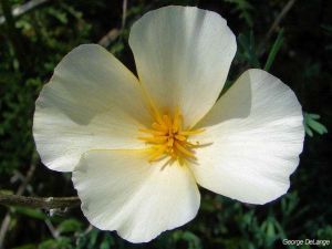 Eschscholzia californica 'White Linen'