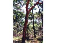 Eucalyptus bancroftii