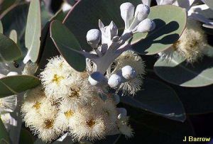 Eucalyptus pleurocarpa