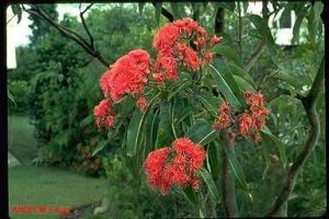 Eucalyptus ptychocarpa (reine Samen)