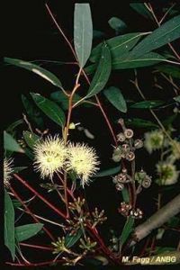 Eucalyptus pumila