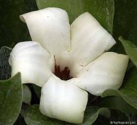 Fagraea racemosa*