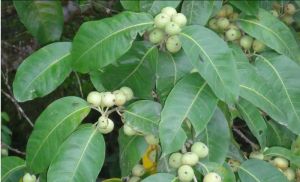 Ficus pertusa