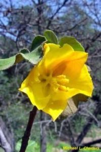 Fremontodendron mexicana