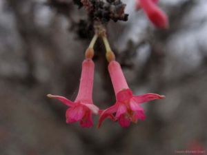 Fuchsia lycioides