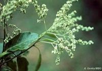 Gallesia integrifolia