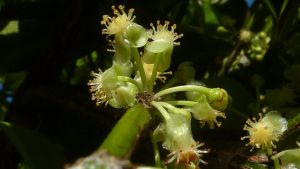 Garcinia gardneriana*