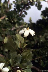 Gardenia ternifolia subsp. jovis-tonantis