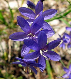 Geissorhiza aspera