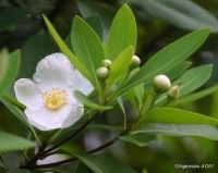 Gordonia lasianthus*