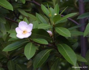 Gordonia lasianthus*