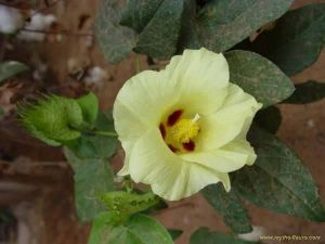 Gossypium herbaceum ssp.africanum