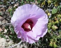 Gossypium sturtianum