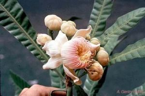 Gustavia angustifolia*