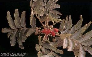 Harpephyllum caffrum*
