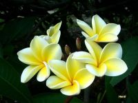 Plumeria \'Heidi Gold\'