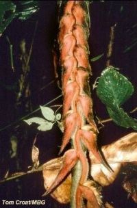 Heliconia nigripraefixa