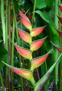 Heliconia bihai 'Giant Lobster Claw'