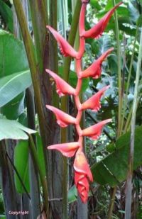 Heliconia excelsa