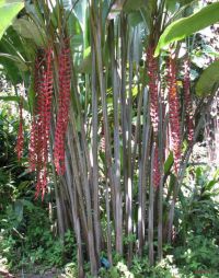 Heliconia longissima
