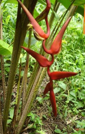 Heliconia oscuroides